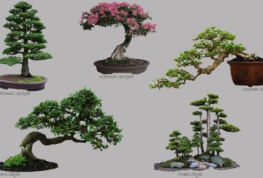 bonsai_styles
